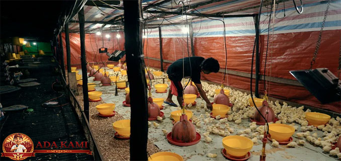 Inovasi Dan Teknologi Percepat Transformasi Peternakan